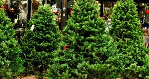candyman.sk-Vianočný stromček, živý alebo umelý