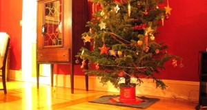 candyman.sk-Živý vianočný stromček a starostlivosť oň