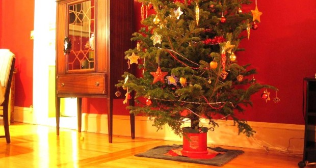 candyman.sk-Živý vianočný stromček a starostlivosť oň