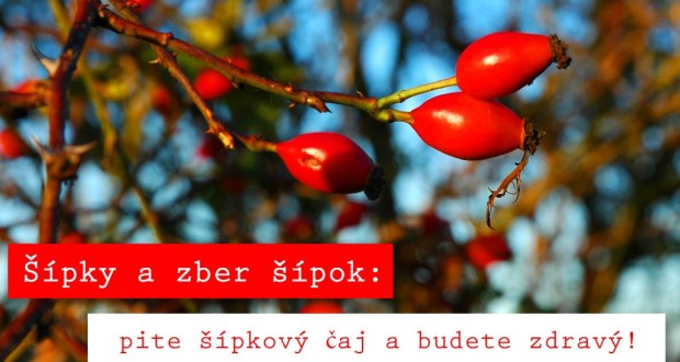 Šípky a zber šípok